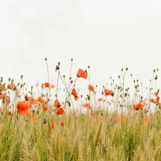 40 Kata Kata Mutiara Tentang Kejujuran Bisa Mengubah Dunia Ragam Bola Com