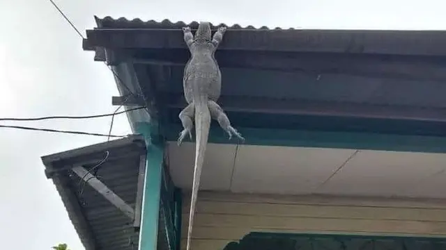 7 Momen Hewan Tertangkap Basah Sedang Bertingkah Aneh