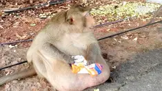 Parahnya, ia tak pernah menolak pemberian makanan dan minuman dari pengunjung.