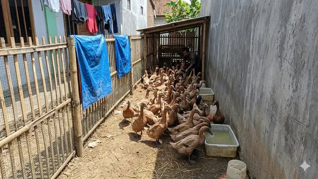 Cara Ternak Itik Mojosari di Lahan Sempit. AI