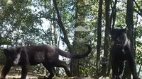 Puluhan Ekor Macan Tutul Hitam Terpantau di Hutan Gunung Semeru Bromo