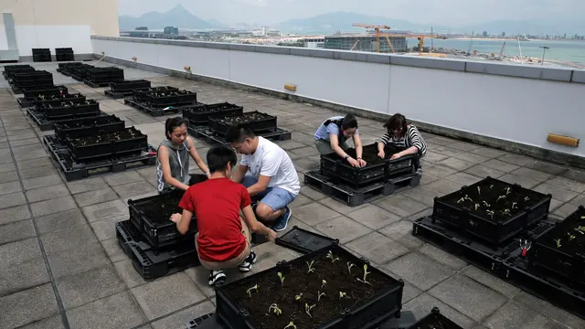 Warga Hong Kong Panen Buah dan Sayur di Atap Gedung Pencakar Langit