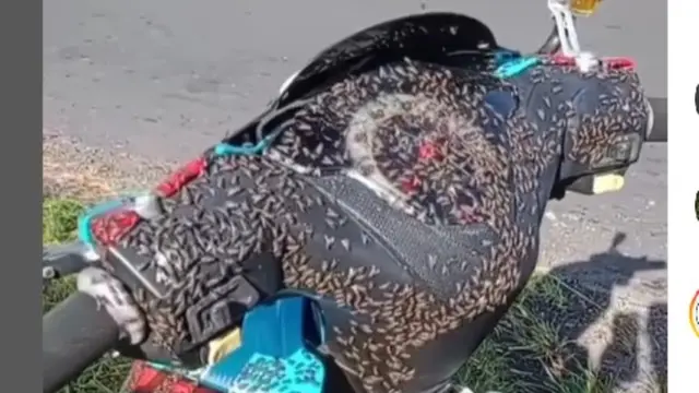 Viral Lalat Serbu Kintamani Bali, Faktor CHSE dan Kenyamanan Wisatawan Jadi Sorotan
