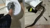 Ular Besar 3 Meter Tersangkut di Mangkuk Toilet, Evakuasi Berlangsung Dramatis