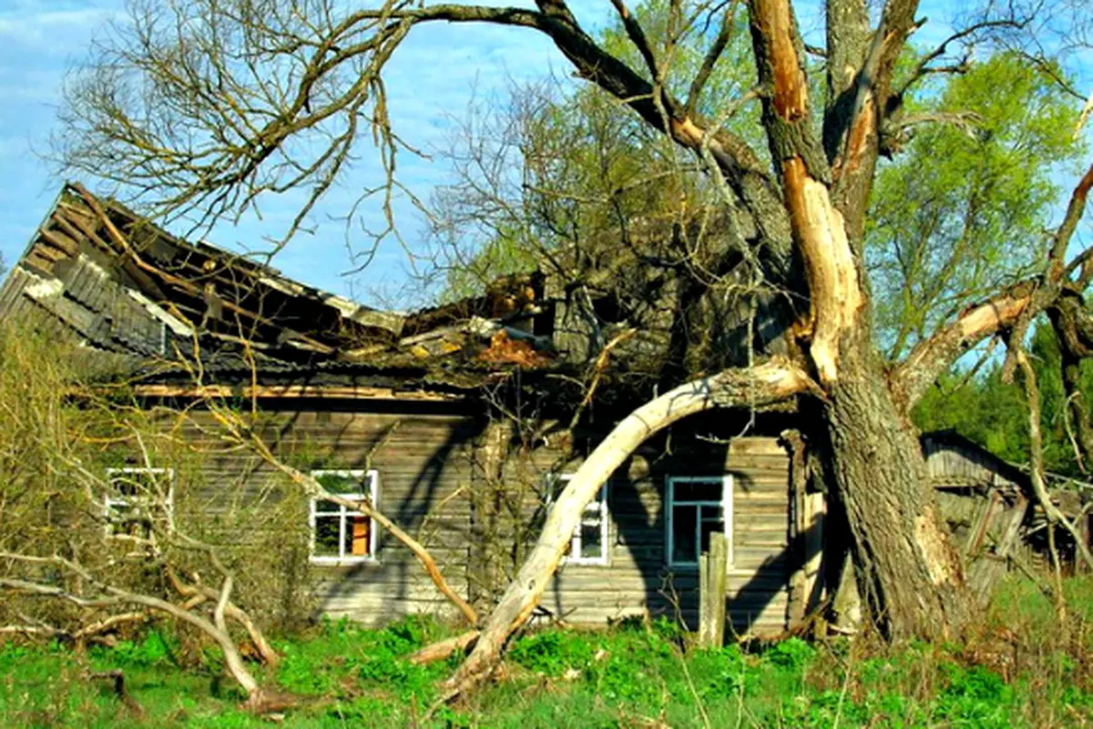 Hewan-hewan Liar Kembali Berkeliaran di Chernobyl