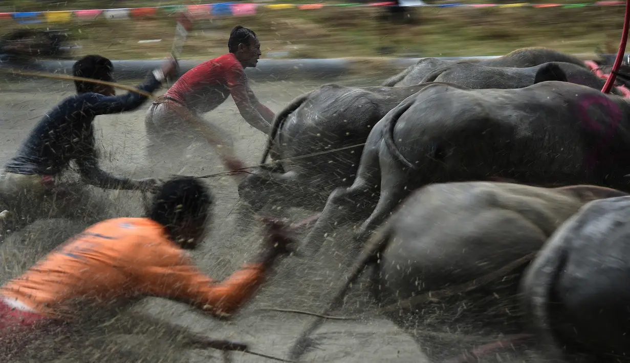 Sejumlah petani berusaha mengendalikan kerbaunya saat bersaing pada festival lomba balap kerbau di Chonburi, Minggu (16/7). Festival tahunan di Thailand ini merupakan tradisi untuk menyambut datangnya musim panen padi. (LILLIAN SUWANRUMPHA / AFP)