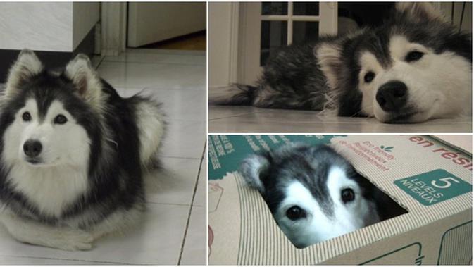 Anjing Husky Ini Tumbuh Dan Menganggap Dirinya Adalah Seekor Kucing Lifestyle Fimela Com