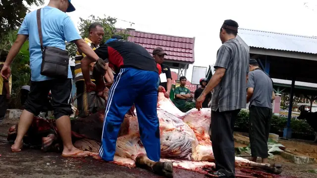 Sempat Berontak Sapi Kurban Jokowi Ditangani 17 Orang