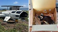 Tak lama setelah lepas landas, kotak yang berisi penguin tersebut menjatuhkan kontrol sehingga menyebabkan pilot kehilangan kendali atas helikopter tersebut. (South African Aviation Authority)