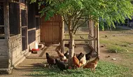 Cara Memilih Ayam Kampung Petelur yang Rajin Bertelur, Kenali Ciri Fisik dan Kualitas Bibitnya