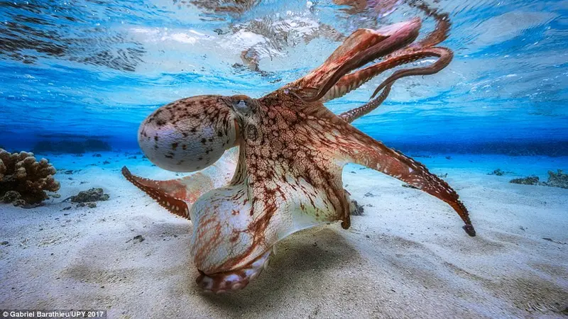 fotografi bawah laut