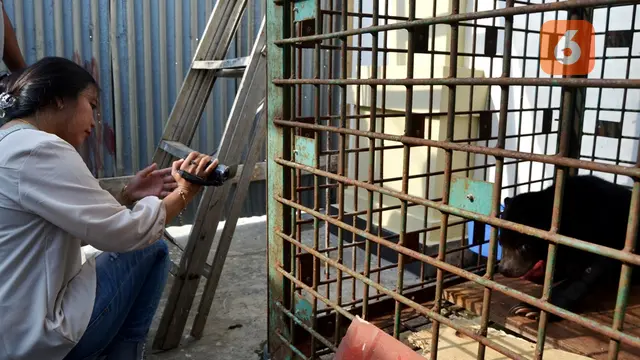 Kasihan, Kaki Anak Beruang Madu Ini Terpaksa Diamputasi