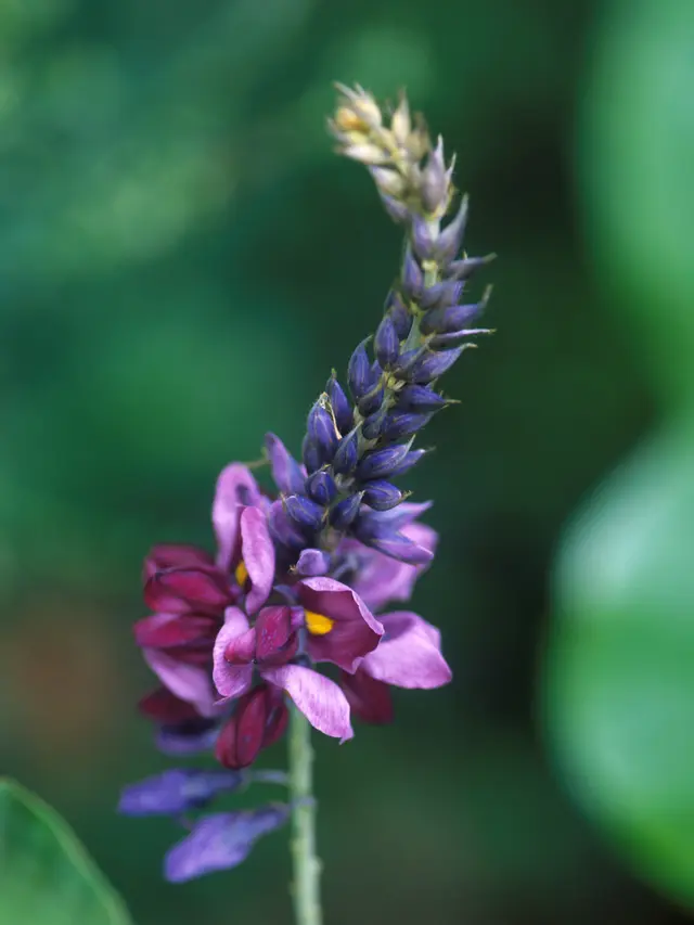 ilustrasi tumbuhan kudzu