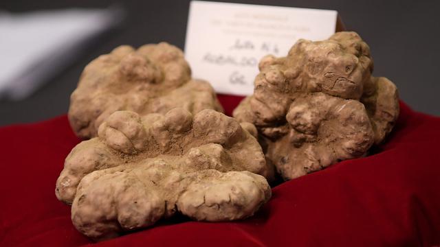 Jamur Truffle Putih Asal Italia Ini Terjual dengan Harga Rp 1,1 Miliar