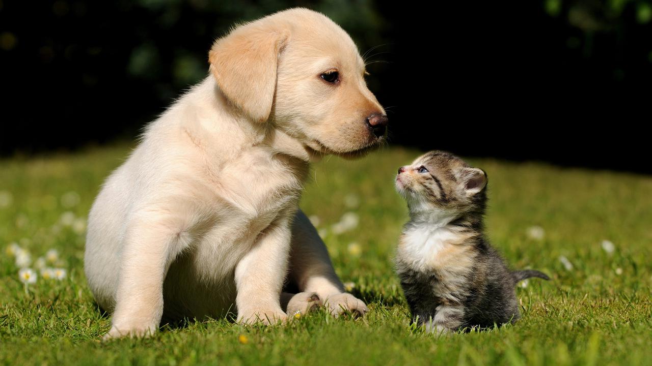 Kucing ajak bertarung Anjing