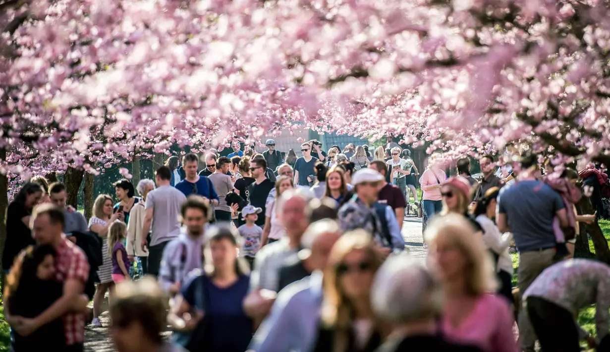 Sejumlah warga berjalan di bawah Bunga sakura yang bermekaran di sepanjang jalan di Pemakaman Bispebjerg, Kopenhagen, Denmark, (20/4). Keindahan bunga sakura yang bermekeran menandai dimulainya musim semi. (Mads Claus Rasmussen / Ritzau Scanpix via AP)