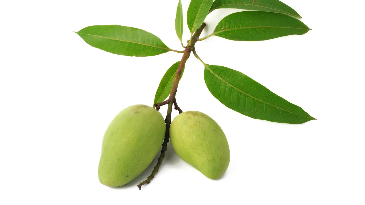 Daun Mangga