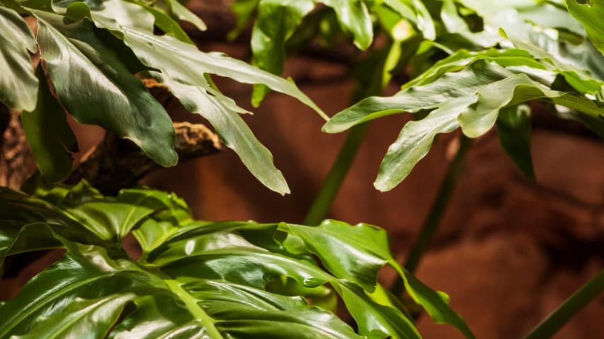 7 Model Teras dengan Tanaman Hias Daun Tipis, Ringan dan Elegan Dipandang