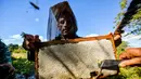 Peternak mengumpulkan madu dari sarang lebah di sebuah peternakan di Navajas, Matanzas, Kuba, 21 Maret 2019. Lebah di pegunungan Matanzas menghasilkan madu berkualitas tinggi. (YAMIL LAGE/AFP)