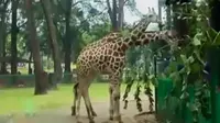 Segmen 2: Berlibur di Ragunan hingga Rayakan Paskah di Goa