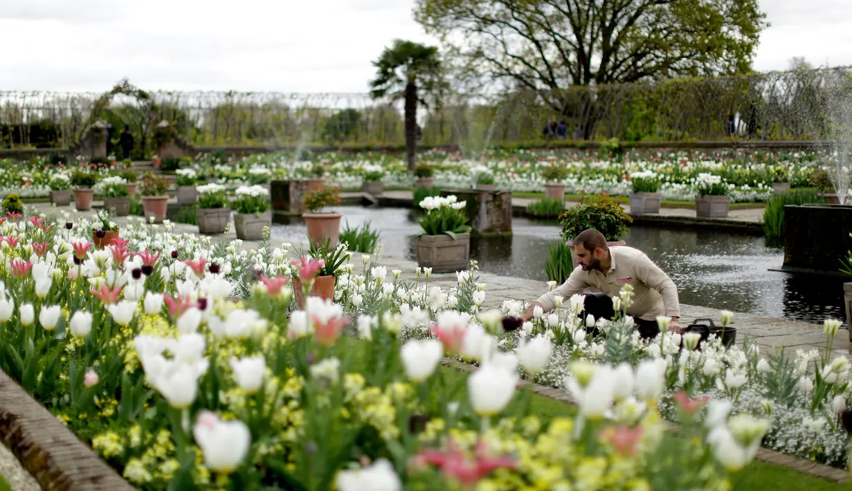 Desain The White Garden terinspirasi oleh gaya hidup Putri Diana, London, Kamis (13/4). Perancang The White Garden sengaja membuat taman yang elegan, sederhana, tetapi tetap menyenangkan, untuk mencerminkan semangat Putri Diana. (AP Photo / Matt Dunham)