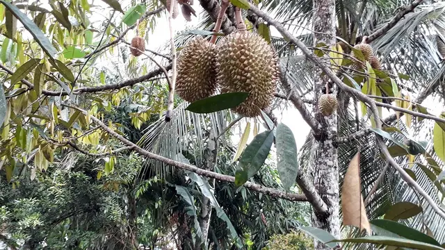 Montong oranye alias Kromo atau Bawor di pekarangan petani Alas Malang, Banyumas. (Foto: Liputan6.com/Muhamad Ridlo)