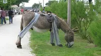 Keledai ini mengenakan piyama yang di buatkan oleh pemiliknya