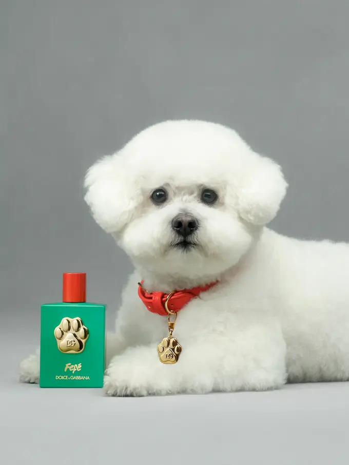 Dolce & Gabbana Rilis Parfum Khusus Anjing, Seperti Apa Aromanya?