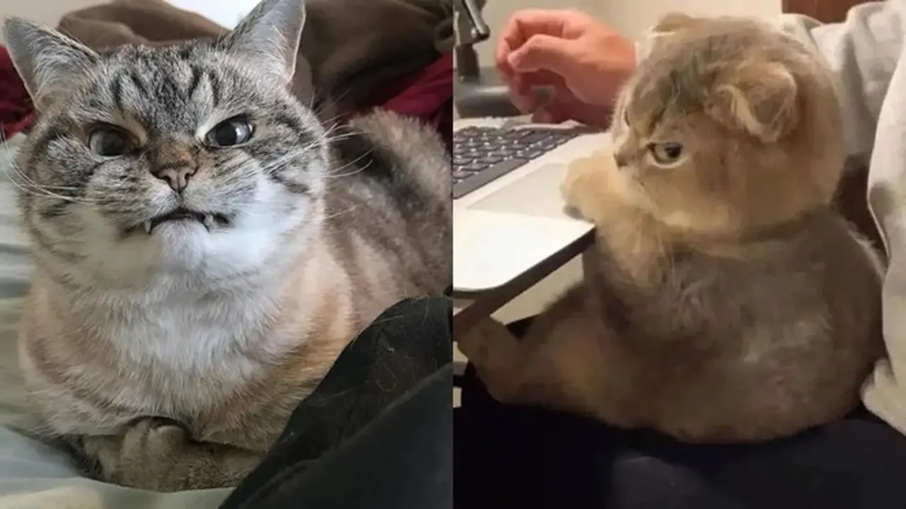 10 Potret Gemas Kucing Kalau Lagi Ngambek, Ekspresinya Malah Makin Imut