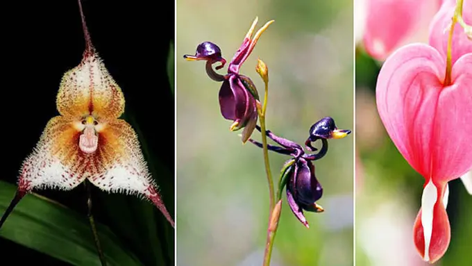 Foto: berbagai sumber