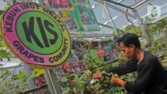 Petani yang tergabung dalam Komunitas Anggur Kebun Imut Sinakal memeriksa buah anggur di Kebun Imut Sinakal, Malakasari, Duren Sawit, Jakarta, Kamis (25/2/2021). Kebun yang dikelola swadaya oleh Komunitas Anggur Jakarta itu membudidayakan 90 jenis anggur. (Liputan6.com/Herman Zakharia)
