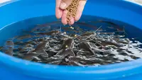 Hitungan Modal Ternak Lele Sedikit-Sedikit tapi Bisa Menghasilkan, Mulai dari Satu Kolam