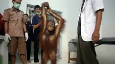 Septi, Orangutan berusia enam tahun mendapat pemeriksaan di Bali Zoo, Gianyar, Bali (30/12). Kebun binatang di Bali ini setiap bulannya rutin memeriksa kesehatan Orangutan yang diselamatkan dari kebakaran hutan di Kalimantan. (AP Photo/Firdia Lisnawati)