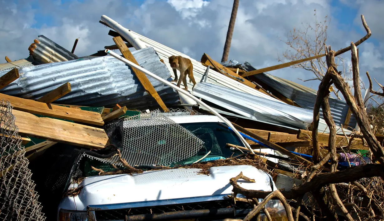 Monyet berjalan di atas puing akibat terjangan Badai Maria di Cayo Santiago, yang dikenal sebagai Pulau Monyet, di Puerto Rico, 4 Oktober 2017. Tidak sedikit yang menggunakan monyet-monyet di tempat ini sebagai bahan penelitian. (AP/Ramon Espinosa)