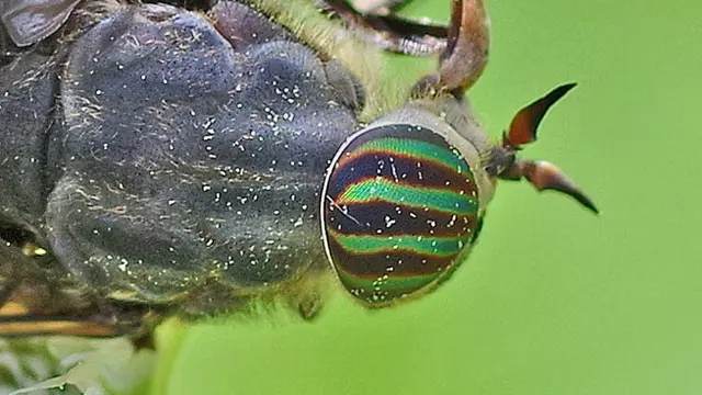 Lalat Kuda