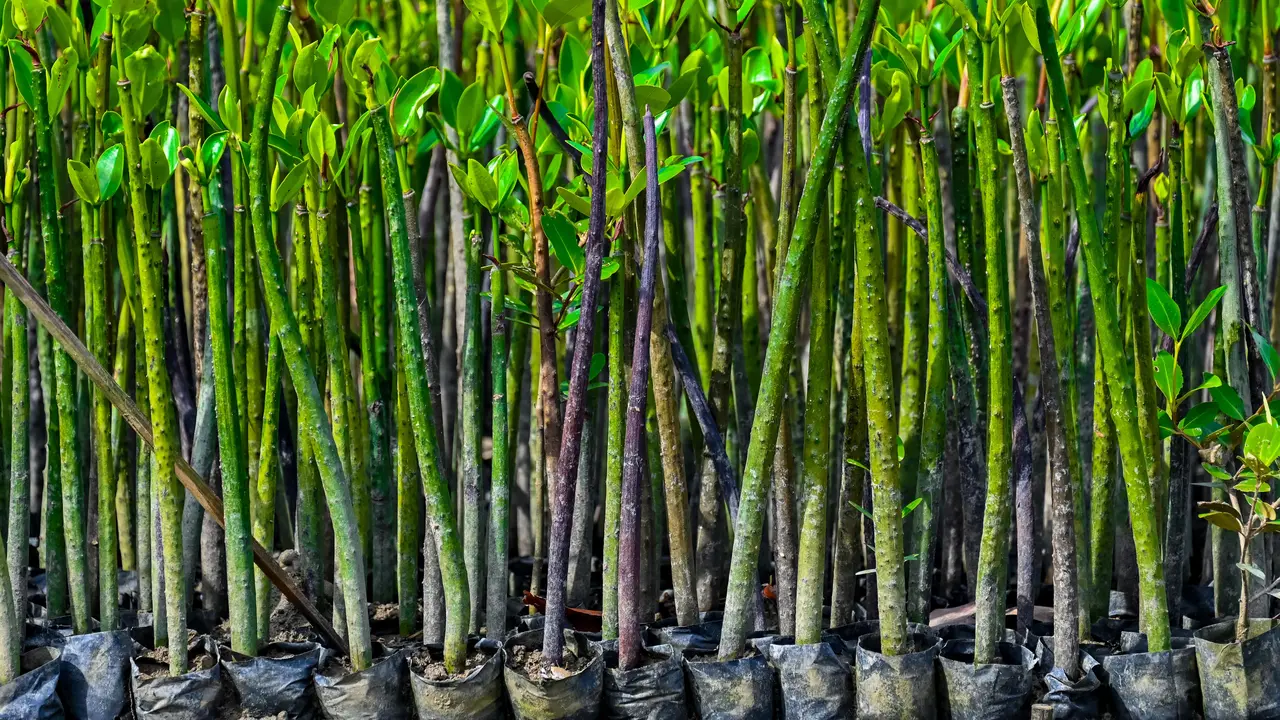 Potret Miris Benteng Alami Kawasan Pesisir di Hari Mangrove Sedunia