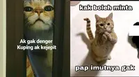 6 Meme Lucu Kucing Ini Bikin Geregetan, Cocok Buat Stiker WhatsApp (IG/rieztz)