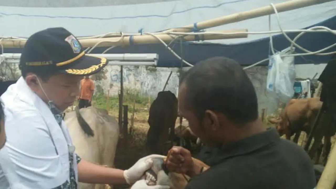 Inspeksi sapi kurban