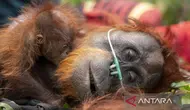 Ketika Api Menghanguskan Rumah Satwa Liar Kalimantan