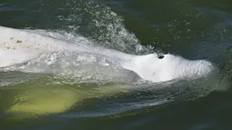 Seekor paus beluga terlihat berenang di sungai Seine Prancis, dekat kunci di Courcelles-sur-Seine, Prancis barat pada 5 Agustus 2022. Beluga dianggap sebagai spesies yang terancam punah dan sering ditemukan di perairan dangkal pesisir Kutub Utara.  (Jean-François MONIER / AFP)