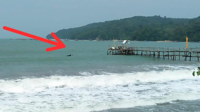 Buaya Sepanjang 3 Meter Gentayangan Intai Warga Pangandaran