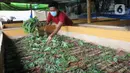 Warga memberikan makan jangkrik di kampung Pasiron, Bojongsari, Depok, Jawa Barat, Senin (7/3/2022). Dalam sebulan mereka mampu menghasilkan rata-rata Rp 8 juta hingga Rp 10 juta/ bulan dari budidaya jangkrik yang dipanen dengan setiap 30 hari. (merdeka.com/Arie Basuki)