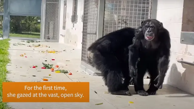 Simpanse Vanilla terlihat gembira untuk pertama kalinya melihat langit biru, setelah dikurung selama 28 tahun. (Foto: Screenshot video YouTube @SavetheChimps)