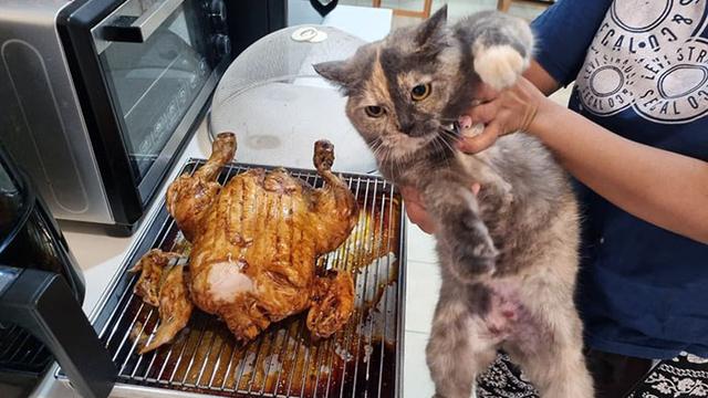 10 Potret Hewan Peliharaan saat Ketahuan Mencuri Makanan Ini Bikin Gemas