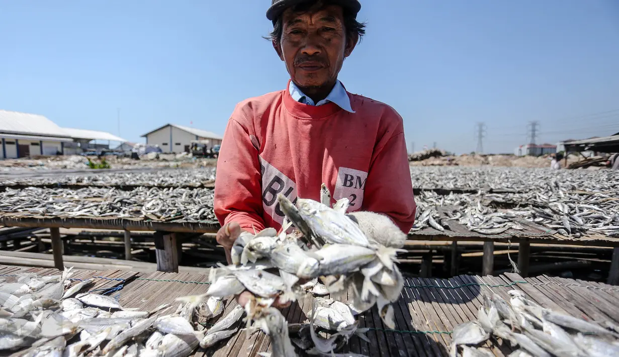 Pekerja memperlihatkan ikan asin  yang sedang dikeringkan di wilayah kampung nelayan Muara Angke, Jakarta, Senin (3/8/2015). Musim kemarau membuat produksi ikan asin di daerah tersebut meningkat 50 persen. (Liputan6.com/Faizal Fanani)