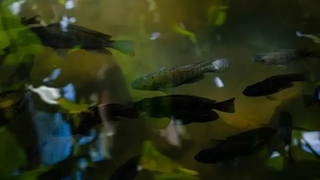 Ilustrasi Ikan/Photo by imsogabriel stock on Unsplash