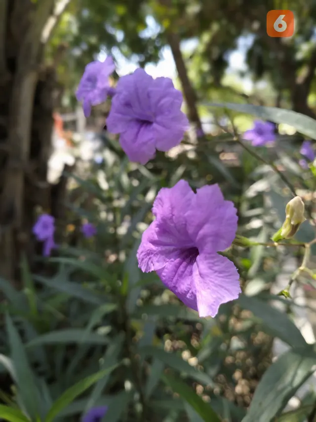 Hasil foto Oppo A96 (Liputan6.com/Giovani Dio Prasasti)