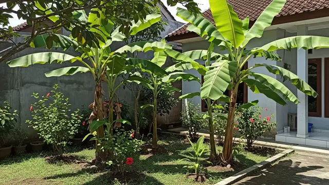 Jenis Pohon Pisang Pendek untuk Lahan Terbatas Model Pisang Ambon Lumut