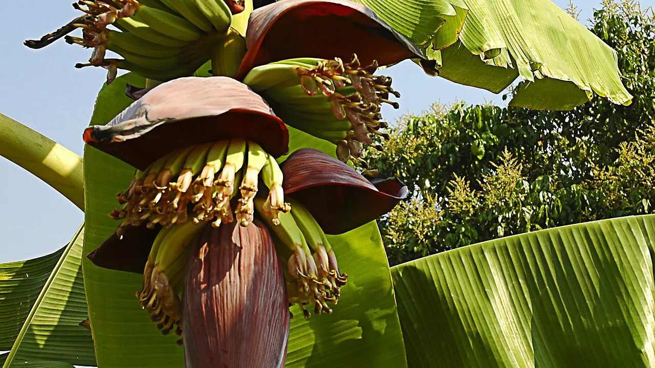 Ilustrasi Jantung Pisang