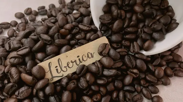 Ilustrasi biji kopi